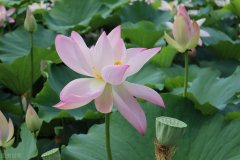 减肥快速的方法(减肥快速的方法有哪几种)