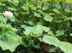 中药减肥怎么样(那个中药减肥果好)