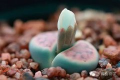 肚子上的赘肉怎么办啊啊啊(肚子上有赘肉怎么办呢)