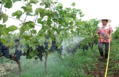 冬季?p肥快方法(冬季?p肥快方法是什么)