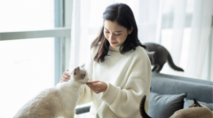 化妆猫咪用品品牌排行榜(中国好的猫咪用品)