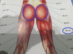 怎么锻炼臀大肌上部(怎么锻炼臀大肌上部家庭)