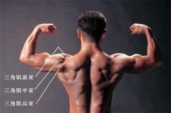 在家怎么练三角肌(在家怎么练三角肌无器械)