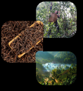 黑茶化妆品牌排行榜(黑茶化妆品牌排行榜)