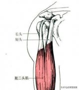 练二头肌好的方法(二头肌怎么练有)