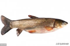 草鱼怎么做减肥(草鱼怎么做减肥好吃)