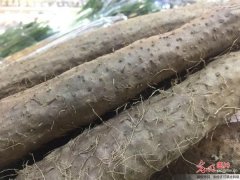 秋季减肥快方法偏方(减肥快的偏方)