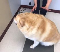 78公斤怎么减肥(78公斤怎么减肥快)