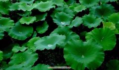 荷叶碳怎么吃减肥(荷叶怎样喝减肥)