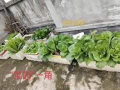 韭菜根怎么减(韭菜根要去掉吗)