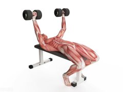 健身房怎么系统的练(健身房怎么系统的练手臂)