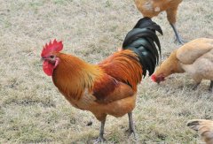 怎么增长腿(怎么提升腿长)