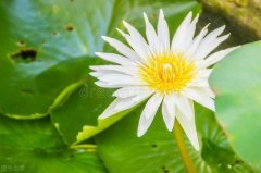 松树开花品牌化妆品排行榜(小松树是什么品牌)