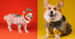 宠物服装品牌排行榜(十大宠物服饰品牌介绍)