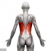 背阔肌怎么锻炼(背阔肌锻炼方法八种)