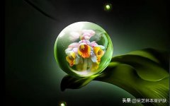 中药化妆品品牌排行榜(中药化妆品品牌排行榜)