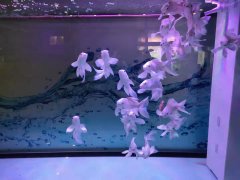 球形化妆棉品牌排行榜(化妆棉哪款好)