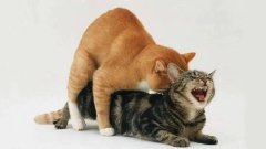 女性服装与动物杂交图片(女性服装与动物杂交图片欣赏)