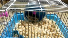 减肥怎么那么难(减肥怎么那么难图片)