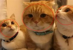 脸好大怎么减肥方法如下(脸好大怎么减肥方法如下图片)