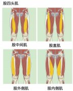 萝卜肌肉腿怎么办(萝卜腿肌肉腿)