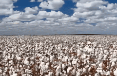 新疆平价化妆品牌排行榜(新疆护肤品牌)