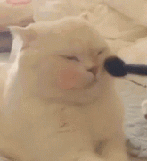 硅胶化妆刷品牌排行榜(硅胶化妆刷品牌排行榜新)