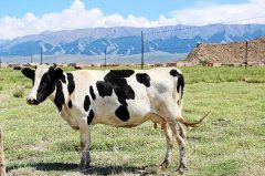 新疆女士化妆品品牌排行榜(新疆女士化妆品品牌排行榜大全)