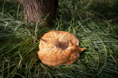 聪明猫化妆品牌排行榜(天猫化妆品品牌排行榜)