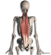 竖脊肌左边疼怎么办(脊柱左侧竖条肌肉酸痛)