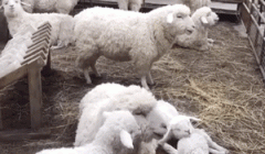 柜姐的服装要求高吗女性(柜姐应聘有什么要求)