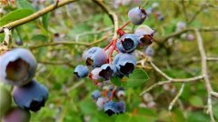 针灸瘦腿后腿痛(针灸瘦腿后腿痛正常吗)