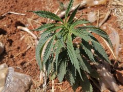 昭通化妆品品牌十大排行榜