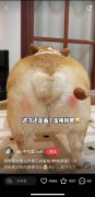 宠物娃娃化妆品牌排行榜(宠物产品品牌排行榜)