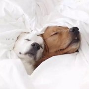 日本化妆刷排行榜品牌(日本化妆刷排行榜品牌大全)