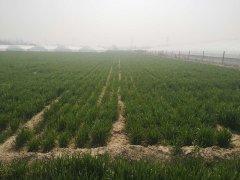 尿素怎么减肥(尿素肥怎么用)