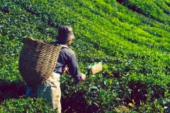 茶瘦减肥果怎么样(减肥茶能瘦吗)