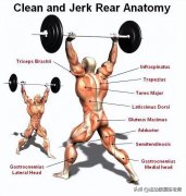 肩胛怎么运动(肩胛骨运动方式图解)