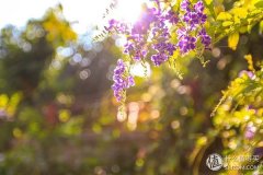 tutu品牌化妆品排行榜(tutu裙品牌)