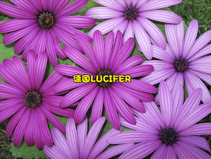 紫色外壳化妆品牌排行榜(十大化妆品)