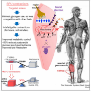 各个部位的减肥方法(各个部位的减肥方法图解)