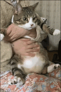 猫咪化妆工具品牌排行榜(美妆工具品牌排行榜)