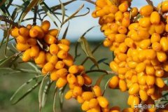 蒙古品牌化妆品排行榜图片(蒙古国知名品牌)