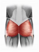 怎么减屁屁的肉肉图解(怎样快速减屁股上的肉)