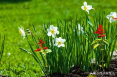 绿叶化妆品品牌香水排行榜(绿叶调香水推荐)