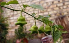 苗美姿减肥怎么样(苗姿专业减肥是真的吗)