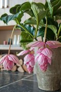 松树开花品牌化妆品排行榜(好的松花粉品牌)