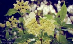 柒树品牌化妆品排行榜(柒树牙膏怎么样)