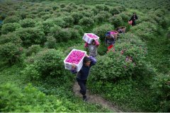 贵州化妆品代理品牌排行榜(云南省化妆品代理公司排名)