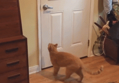 动物专用化妆品品牌排行榜(动物化妆品标志)